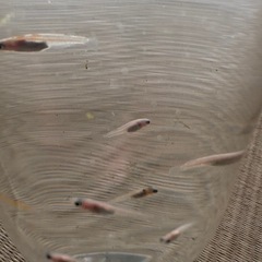 レッドクリフ紅白撫子ラメめだか　選別外10匹＋αの画像