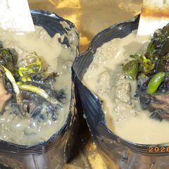 温帯性スイレン（ペリーズWイエロー）の子株の画像