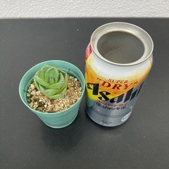 アガベ　ピクシー
の画像