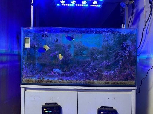 海水魚セット キイロハギ ナンヨウハギ ブラックオセラリス カクレクマノミ等