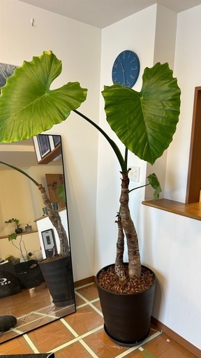 クワズイモ　鉢植え室内