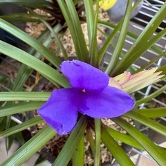 チランジア・シアネア （Tillandsia cyanea）の画像