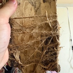 ビカクシダ、ネザーランド（素人板付け）の画像