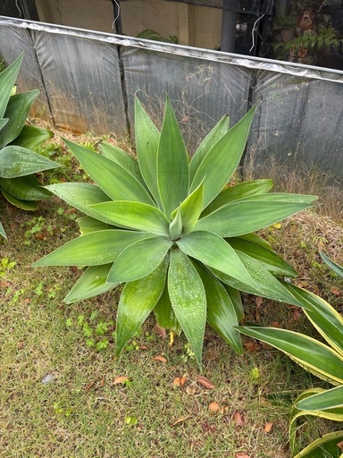 観葉植物  ベネズエラ アテナータ サボテンなど
