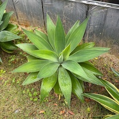 観葉植物  ベネズエラ アテナータ サボテンなどの画像