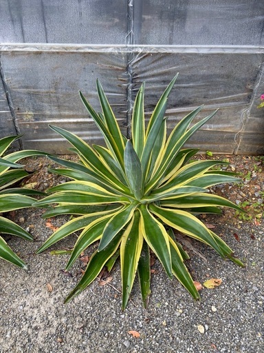 観葉植物  ベネズエラ アテナータ サボテンなど