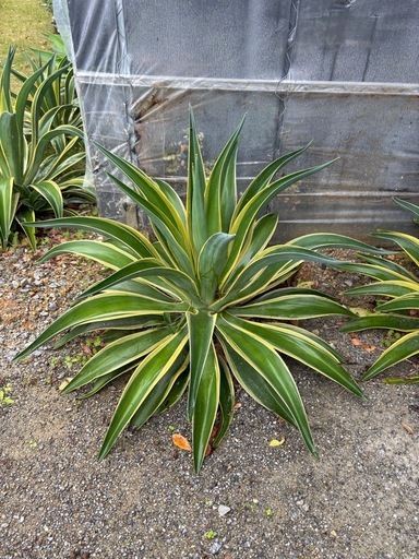 観葉植物  ベネズエラ アテナータ サボテンなど