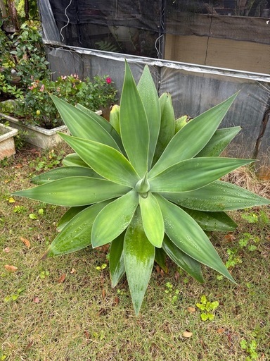観葉植物  ベネズエラ アテナータ サボテンなど