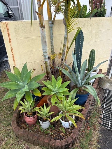 観葉植物  ベネズエラ アテナータ サボテンなど