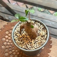 ガジュマル （Ficus microcarpa）の画像