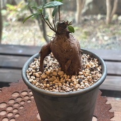 ガジュマル （Ficus microcarpa）の画像