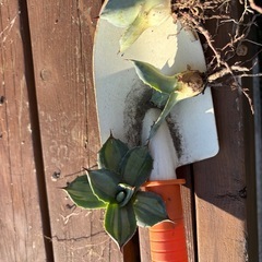 アガベ　　吉祥天錦のカキコ6個セットの画像