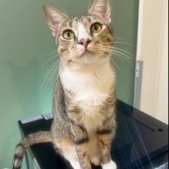 【クミンちゃん】元気いっぱい！遊ぶことおやつ大好き！