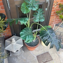 フェイクグリーン　ニトリの画像