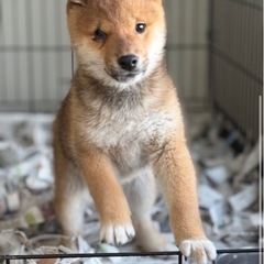 柴犬男の子4ヶ月　決まりました！