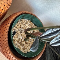 観葉植物ザミオクロカスレイヴンの画像