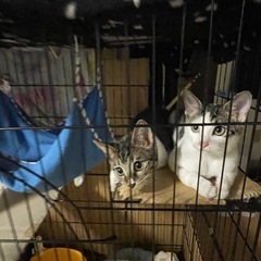 ペット　ゲージの画像