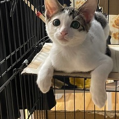 ペット　ゲージの画像