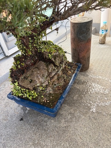 盆栽