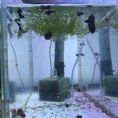 グッピー安く売ります稚魚もいます1匹の画像