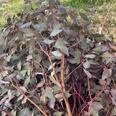 ユーカリ　ポポラス　剪定枝　生花の画像