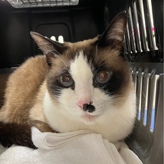 🆘 緊急里親募集