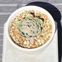 2026.3.21①   多肉植物の画像