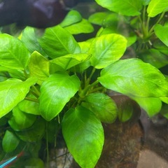 アヌビアスナナ株分の画像