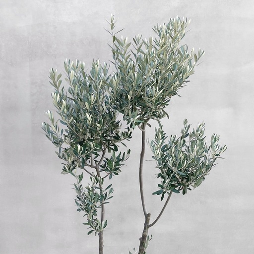 観葉植物 オリーブ SOUJU 155cm