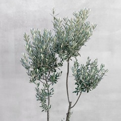 観葉植物 オリーブ SOUJU 155cmの画像