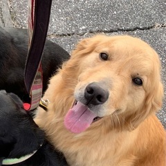 甘えたなゴールデン