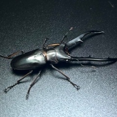 黒系メタリフェルホソアカクワガタ　成虫ペアの画像