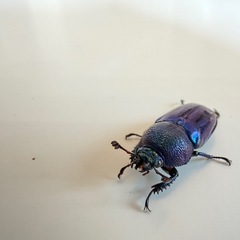 パプアキンイロクワガタの画像