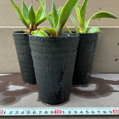 アガベ　ベネズエラ子株セット　中の画像