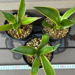 アガベ　ベネズエラ子株セット　中の画像