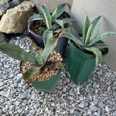 【人気種】アガベ・アメリカーナ 4株セット（抜き苗）ドライガーデンに◎の画像