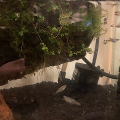 グッピー　まとめてお安くお譲りしますの画像