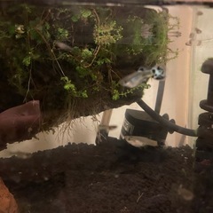 グッピー　まとめてお安くお譲りしますの画像