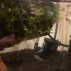 グッピー　まとめてお安くお譲りしますの画像