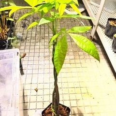 5本編みパキラの画像