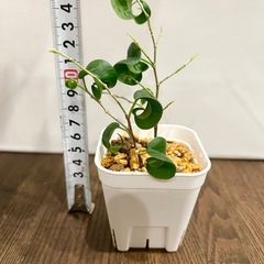 ★観葉植物③★ フィカス ベンジャミン バロック　プレステラ鉢 の画像