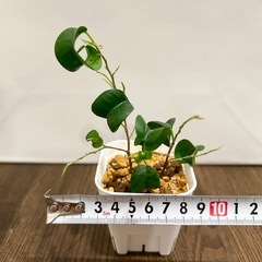 ★観葉植物③★ フィカス ベンジャミン バロック　プレステラ鉢 の画像