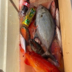 魚/いまいゆ/グルクン/アカジンの画像