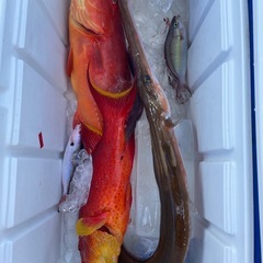 魚/いまいゆ/グルクン/アカジンの画像