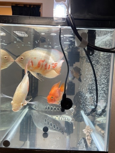 大型肉食魚まとめ売り（格安）
