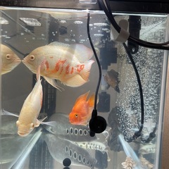 大型肉食魚まとめ売り（格安）の画像