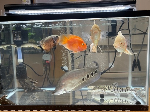 大型肉食魚まとめ売り（格安）