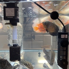 大型肉食魚まとめ売り（格安）の画像