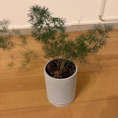 【受渡者決定済】観葉植物 鉢セットの画像