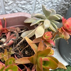 多肉植物　火祭り　クラッスラ　観葉植物　サボテン　多肉　アガベ　の画像
